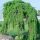 Japán vörösfenyő - Larix kaempferi Stiff Weeper