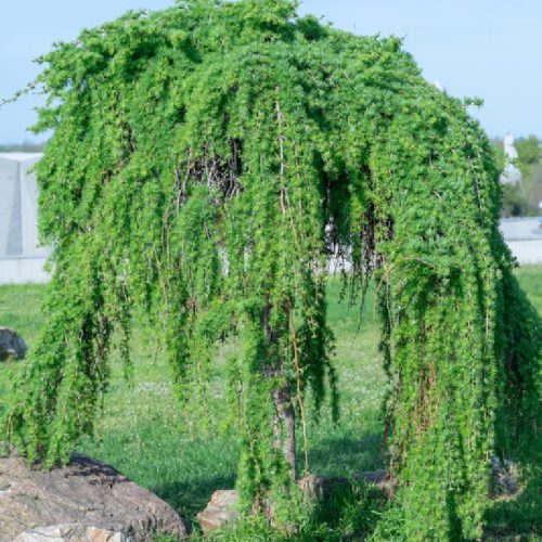 Japán vörösfenyő - Larix kaempferi Stiff Weeper