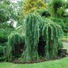 Japán vörösfenyő - Larix kaempferi Stiff Weeper