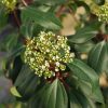 Fahéjlevelű bangita – Viburnum cinnamomifolium