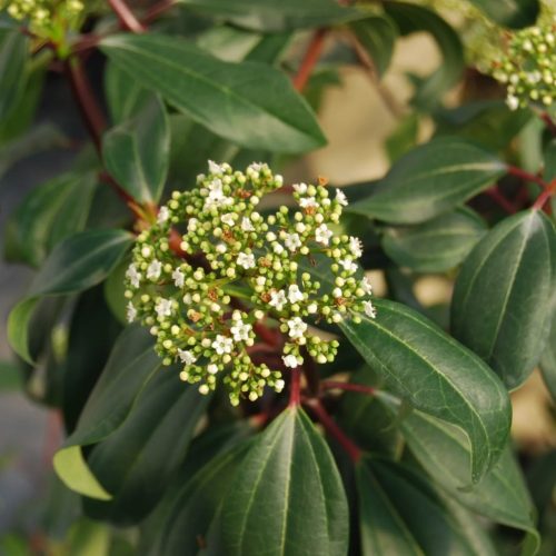 Fahéjlevelű bangita – Viburnum cinnamomifolium