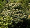 Fahéjlevelű bangita – Viburnum cinnamomifolium