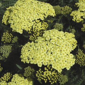   Közönséges cickafark – Achillea millefolium 'Sunny Seduction'