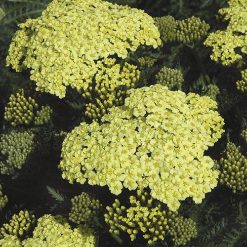Közönséges cickafark – Achillea millefolium 'Sunny Seduction'