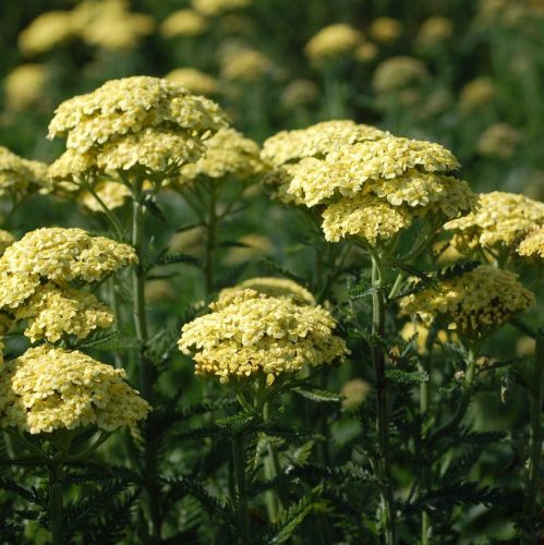 Közönséges cickafark – Achillea millefolium 'Sunny Seduction'
