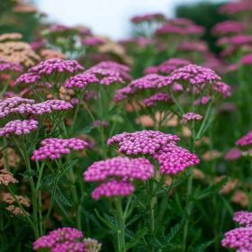   Közönséges cickafark – 'Tutti Frutti Pink Grapefruit'