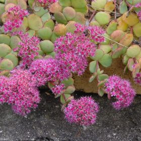 Őszi varjúháj, októberke - Sedum sieboldii