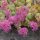 Őszi varjúháj, októberke - Sedum sieboldii
