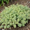 Őszi varjúháj- Sedum sieboldii