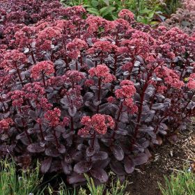 Varjúháj - Sedum telephium 'Touchdown Teak'