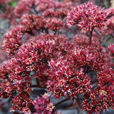 Varjúháj - Sedum telephium 'Touchdown Teak'