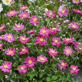 Kínai szellőrózsa - Anemone hupehensis 