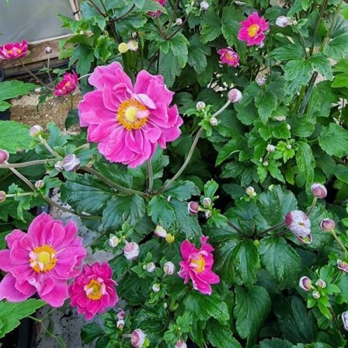 Kínai szellőrózsa - Anemone hupehensis 