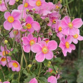   Kínai szellőrózsa - Anemone hupehensis 'Fantasy Jasmine'