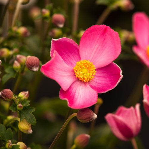 Kínai szellőrózsa - Anemone hupehensis 'Fantasy Jasmine'