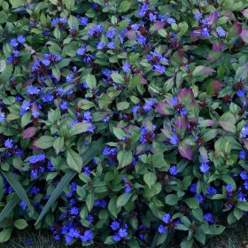 Tarackoló kékgyökér - Ceratostigma plumbaginoides