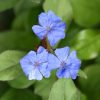 Tarackoló kékgyökér - Ceratostigma plumbaginoides