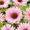 Kasvirág - Echinacea 'SunSeekers Salmon'