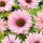 Kasvirág - Echinacea 'SunSeekers Salmon'