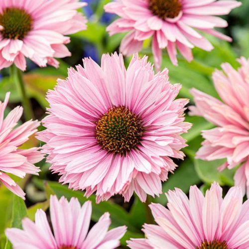 Kasvirág - Echinacea 'SunSeekers Salmon'