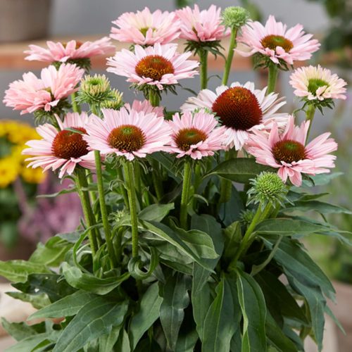 Kasvirág - Echinacea 'SunSeekers Salmon'