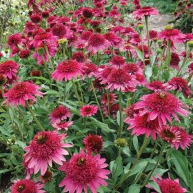 Kasvirág - Echinacea 'Giddy Pink'