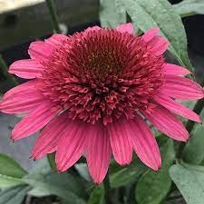 Kasvirág - Echinacea 'Giddy Pink'