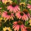 Kasvirág – Echinacea ‘Summer Cocktail’