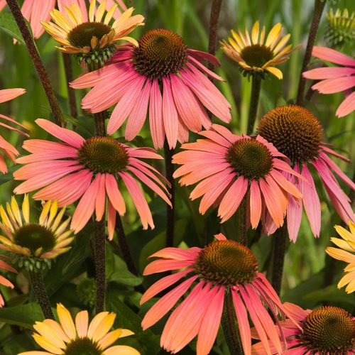 Kasvirág – Echinacea ‘Summer Cocktail’