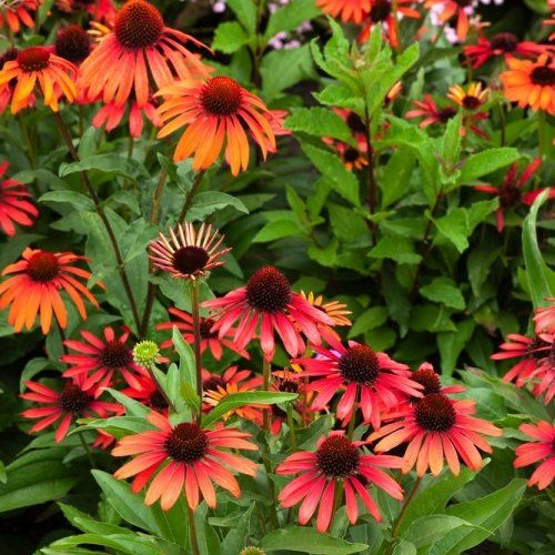 Kasvirág – Echinacea ‘Summer Cocktail’