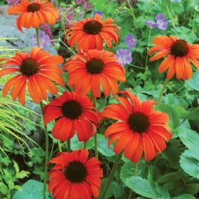 Kasvirág - Echinacea 'Tangerine Dream'