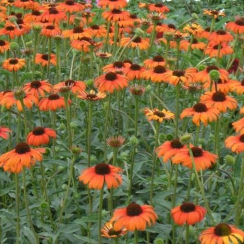 Kasvirág - Echinacea 'Tangerine Dream'