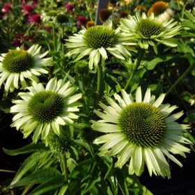 Kasvirág – Echinacea purpurea ‘Green Jewel’