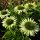 Kasvirág – Echinacea purpurea ‘Green Jewel’