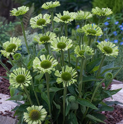 Kasvirág – Echinacea purpurea ‘Green Jewel’