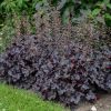 Tűzeső - Heuchera 'Black Pearl'