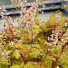 Tűzeső - Heuchera 'Champagne'