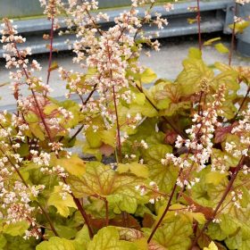 Tűzeső - Heuchera 'Champagne'