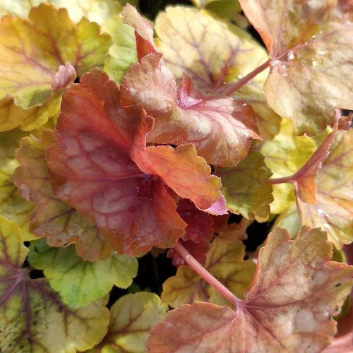 Tűzeső - Heuchera 'Champagne'
