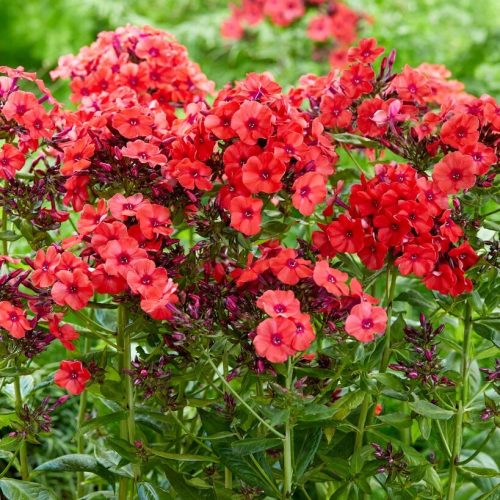 Bugás lángvirág -  Phlox paniculata 'Orange Perfection'