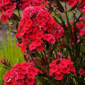   Bugás lángvirág -  Phlox paniculata 'Red Riding Hood'
