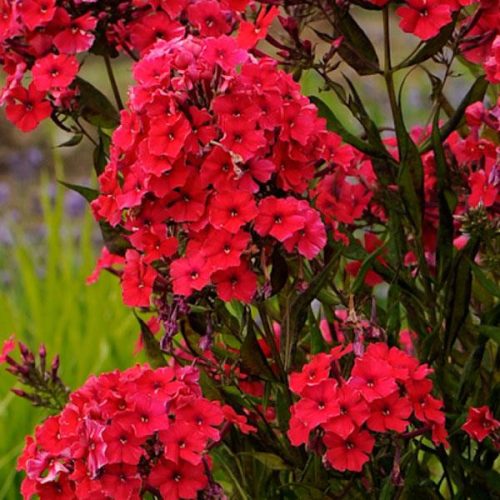 Bugás lángvirág -  Phlox paniculata 'Red Riding Hood'