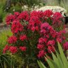 Bugás lángvirág -  Phlox paniculata 'Red Riding Hood'