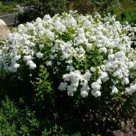 Bugás lángvirág -  Phlox paniculata 'David'