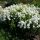 Bugás lángvirág -  Phlox paniculata 'David'