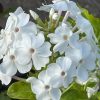 Bugás lángvirág -  Phlox paniculata 'David'