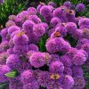 Díszhagyma – 2. Allium 'Millenium' 