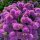 Díszhagyma – Allium 'Millenium' 