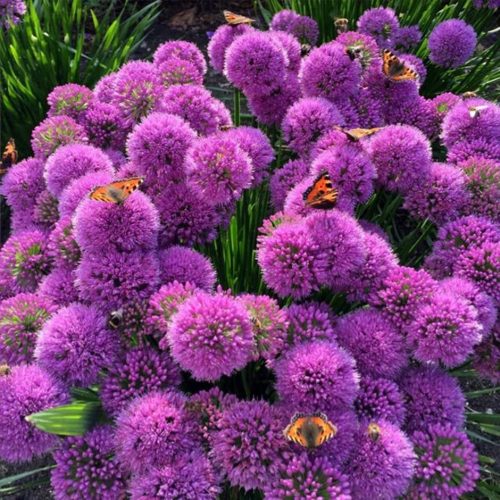 Díszhagyma – 2. Allium 'Millenium' 