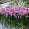 Díszhagyma – 2. Allium 'Millenium' 